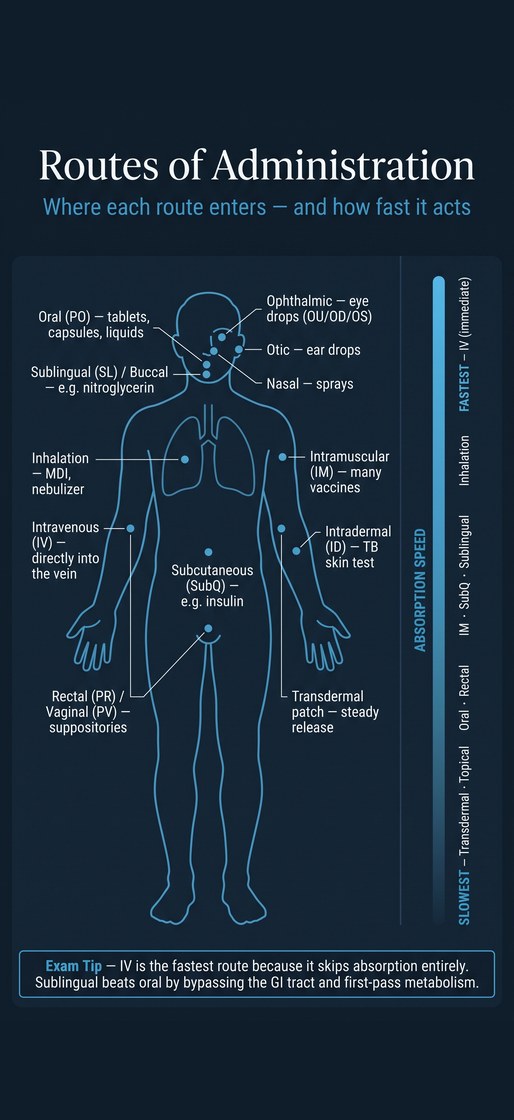 Visual reference: a body map showing where each route of administration enters — oral, sublingual, ophthalmic, otic, nasal, inhalation, intramuscular, intravenous, intradermal, subcutaneous, transdermal and rectal — beside an absorption-speed scale from IV fastest to transdermal slowest